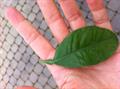 Citrus aurantium